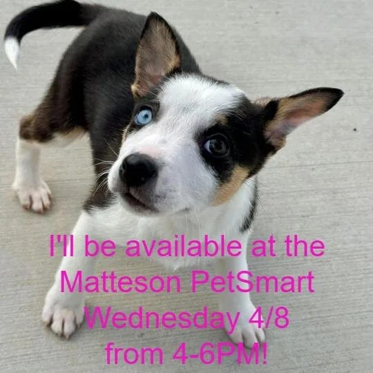 A baby small-sized female Black Australian Shepherd dog named Bryn for adoption in Matteson, IL