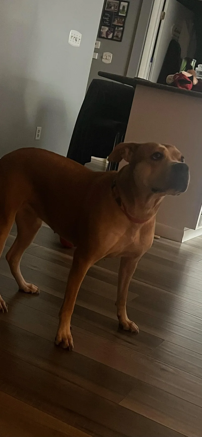 An adult medium-sized female Brown / Chocolate Boxer dog named Luna for adoption in Lima, OH