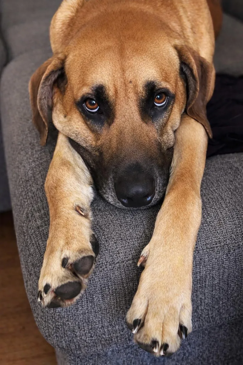 An adult large-sized male Bicolor Black Mouth Cur dog named Charlie for adoption in Brookeville, MD