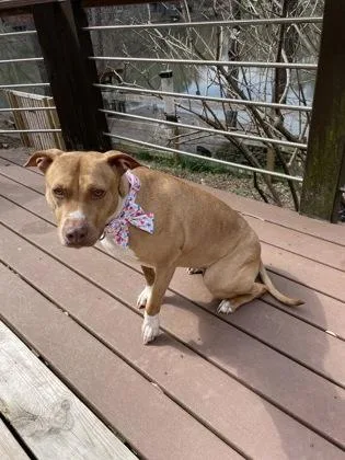 An adult large-sized female Mixed Breed dog named Sagittarius for adoption in Chamblee, GA