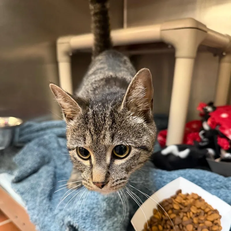 An adult medium-sized female Gray / Blue / Silver Domestic Short Hair cat named "dusty" for adoption in Perkiomenville, PA