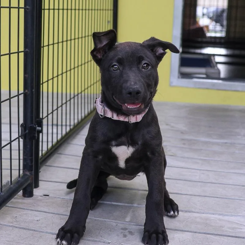 A baby medium-sized female Black Retriever dog named Ceecee for adoption in Bradenton, FL