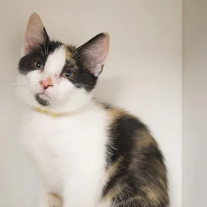A baby small-sized female Domestic Short Hair cat named Firefly for adoption in Verona, WI
