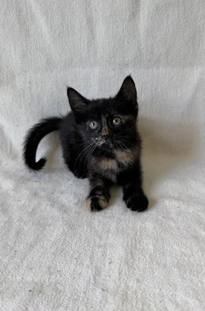 A young medium-sized female Domestic Short Hair cat named Gertie for adoption in Buffalo, MN