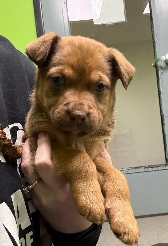 A young medium-sized female Brown / Chocolate Mixed Breed dog named Queso for adoption in Osseo, MI