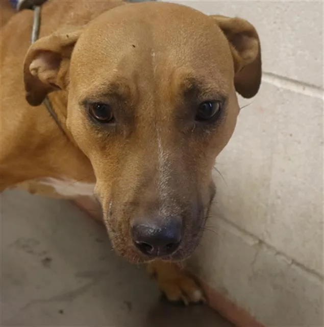 An adult large-sized female Mixed Breed dog named Angel for adoption in Columbia, SC