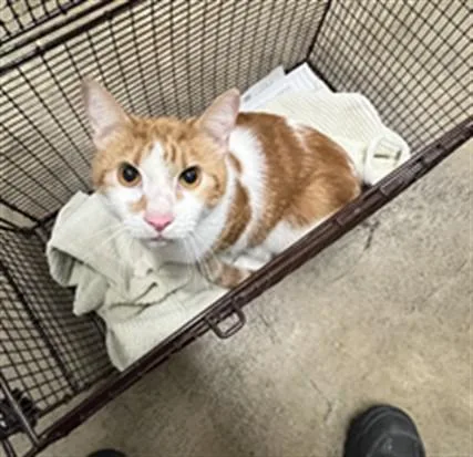 An adult small-sized male Domestic Short Hair cat named Mickey for adoption in Van Nuys, CA