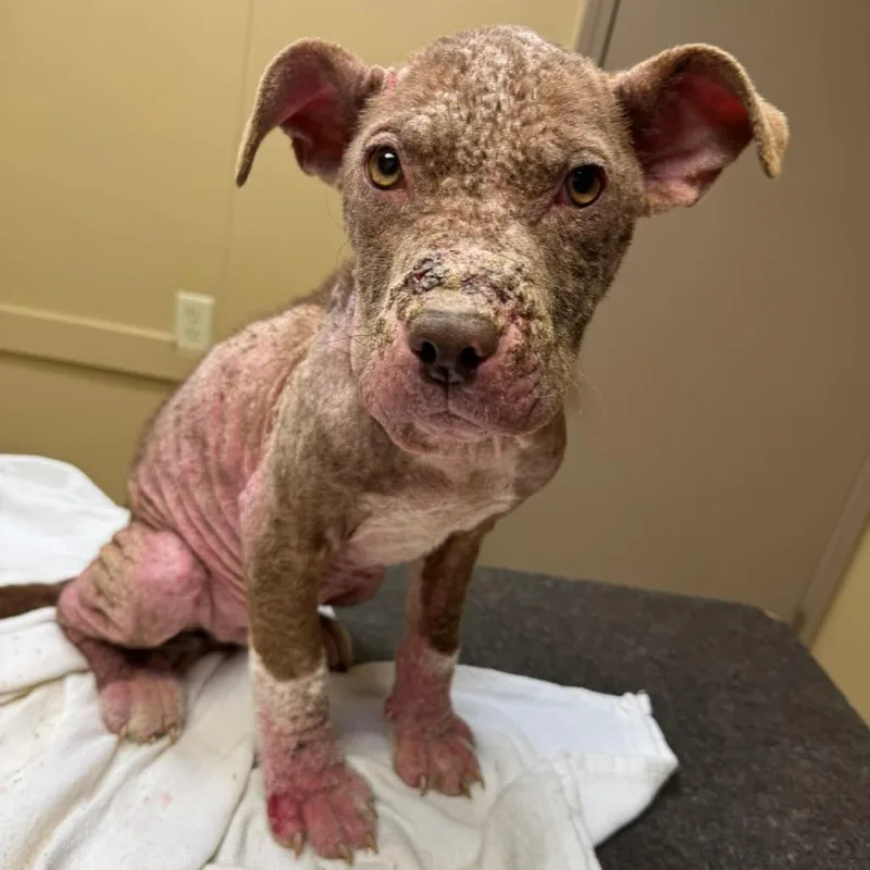 A baby medium-sized male Brown / Chocolate Pit Bull Terrier dog named Ducky von Steven for adoption in Jackson, MO