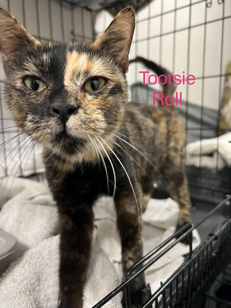 An adult medium-sized female Tortoiseshell Domestic Short Hair cat named Tootsie Roll for adoption in Davisburg, MI