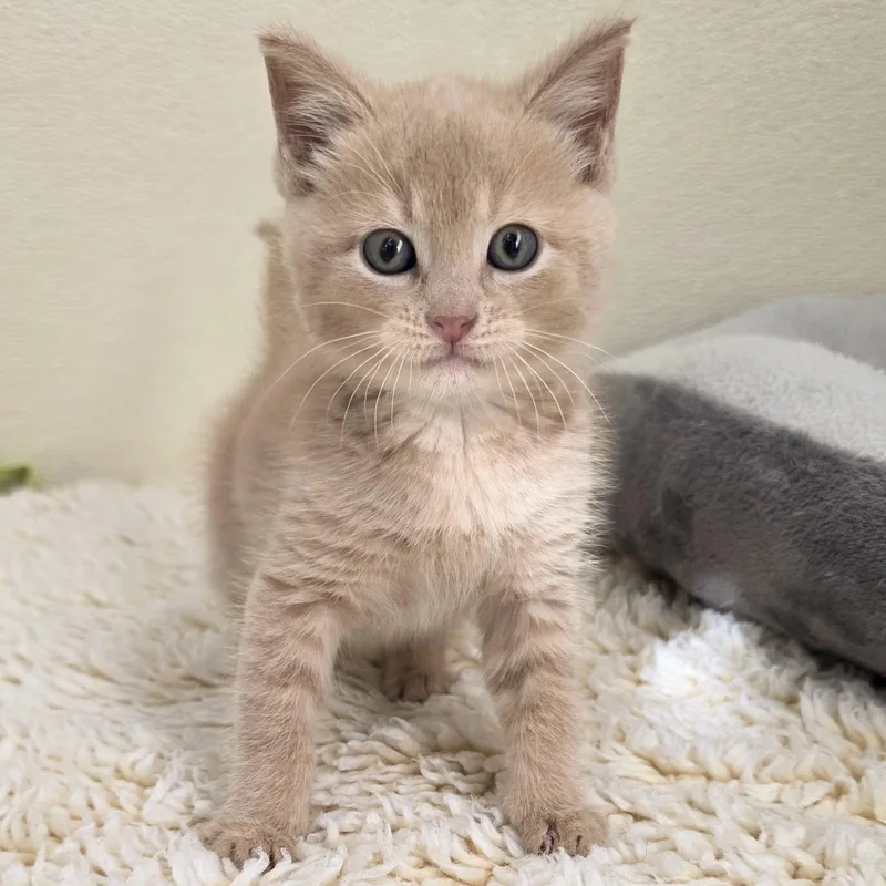 A baby small-sized male Buff / Tan / Fawn Domestic Short Hair cat named Phoenix for adoption in Macomb Twp, MI