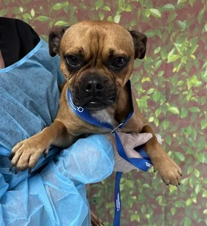 An adult small-sized male Pug dog named Gargoyle for adoption in San Antonio, TX