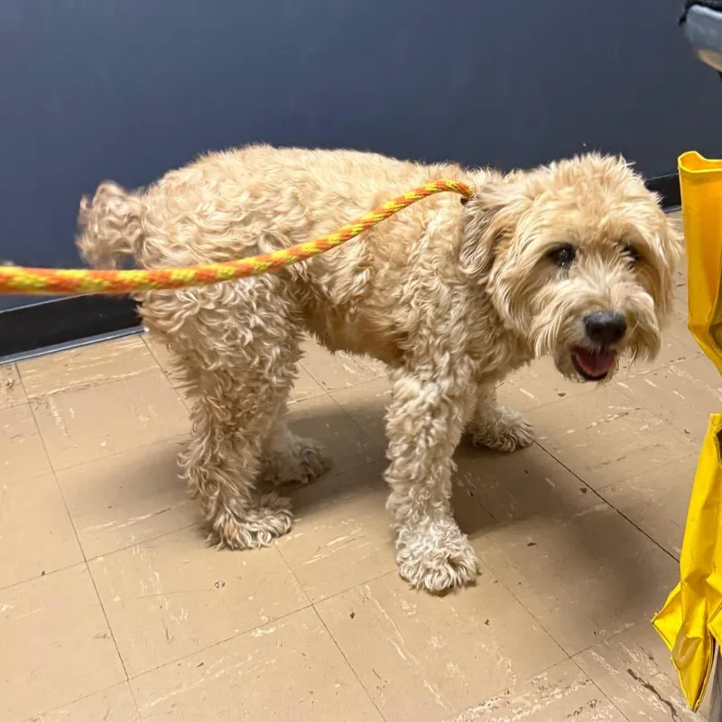 A senior medium-sized female Golden Wheaten Terrier dog named Millie for adoption in Newark, NJ