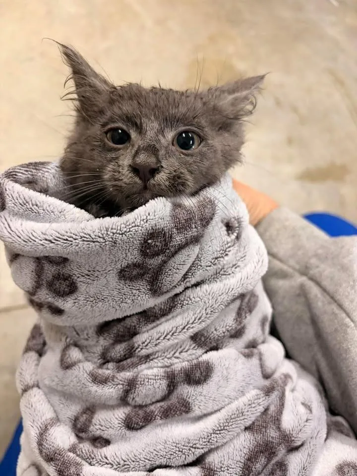 A baby medium-sized female Domestic Short Hair cat named Daddle for adoption in Greensburg, IN