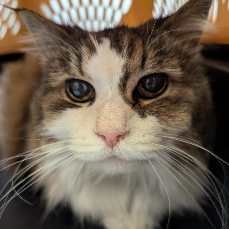 A senior large-sized female White Domestic Long Hair cat named Nimbus for adoption in Charlottesville, VA