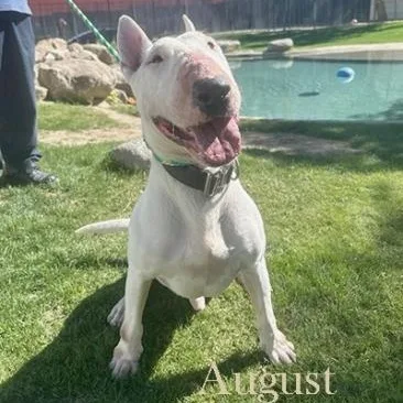 An adult medium-sized male Bull Terrier dog named August for adoption in Palm Desert, CA