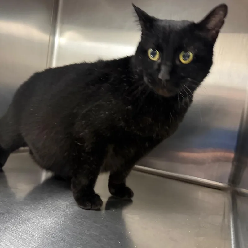 An adult extra large-sized male Black Domestic Short Hair cat named Ferris Bueller for adoption in Columbiana, AL