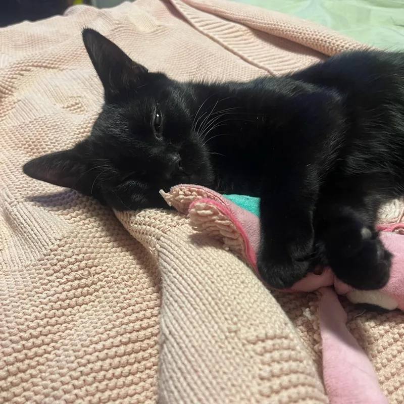 A baby medium-sized male Black Domestic Short Hair cat named Binx for adoption in Orlando, FL