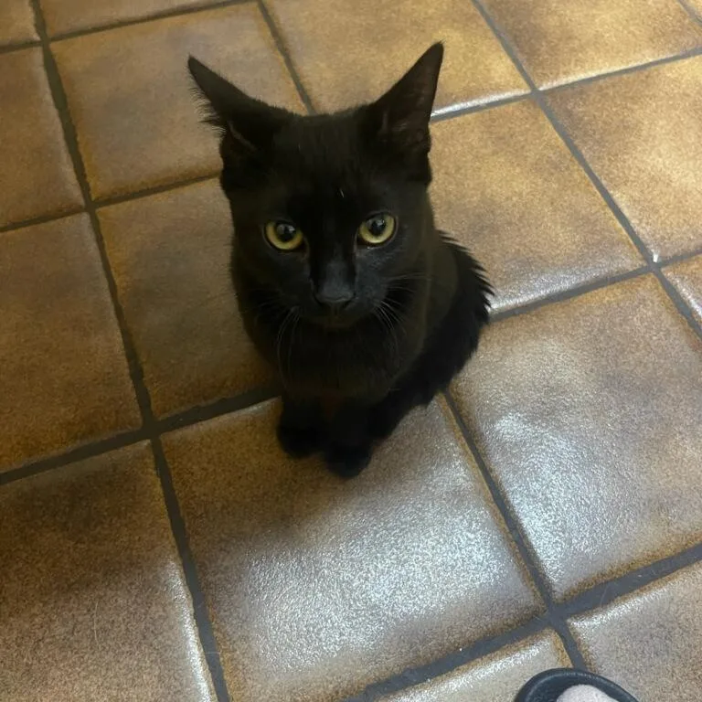 Binx thumbnail 2