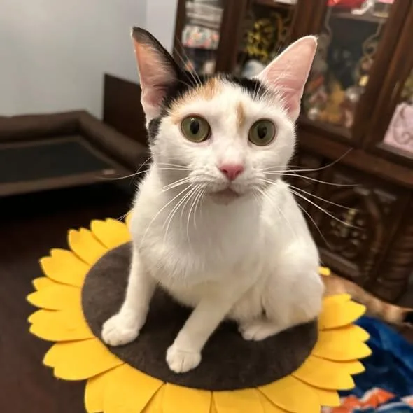 An adult medium-sized female Domestic Short Hair cat named Daisy for adoption in Flint, TX