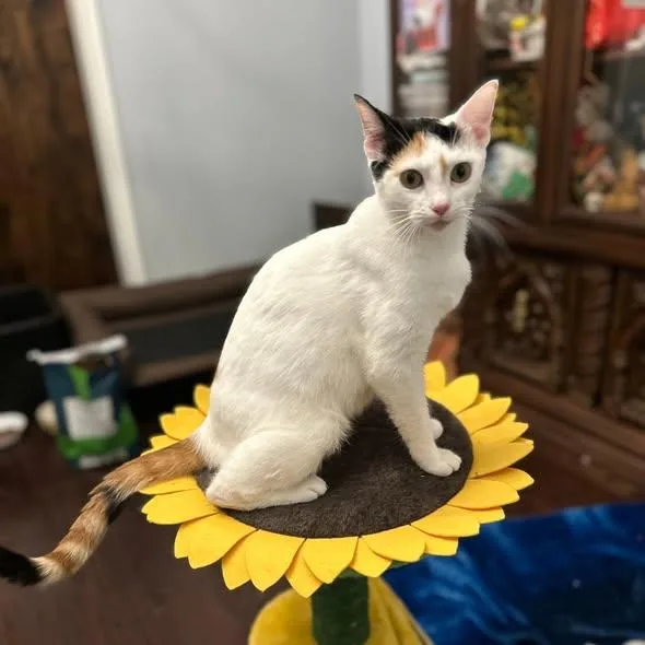 Daisy thumbnail 2