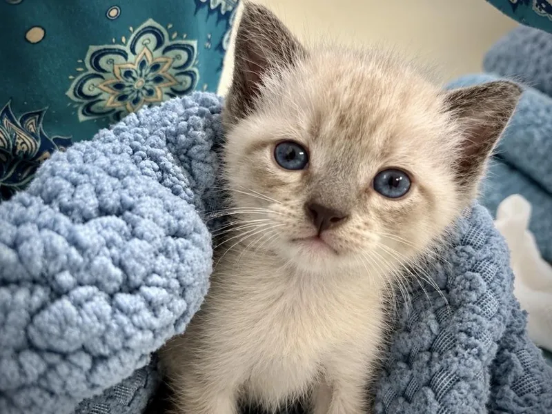 A baby small-sized female Siamese cat named Winnie Pearl for adoption in Austin, TX