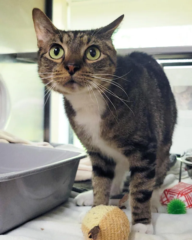 An adult medium-sized male Brown / Chocolate Domestic Short Hair cat named Jim for adoption in Plover, WI