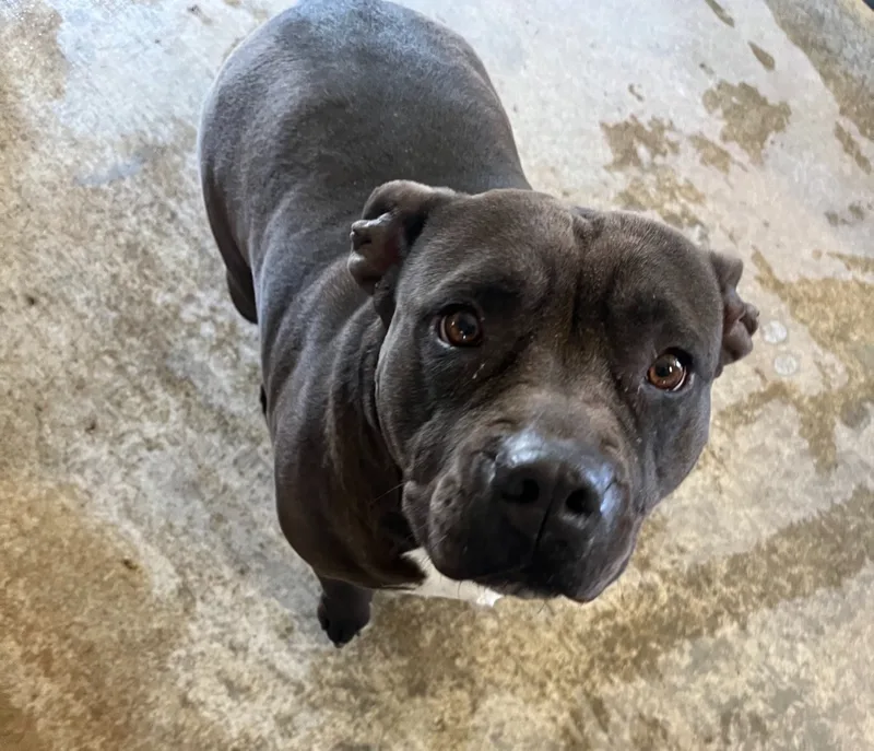 An adult medium-sized female Black Pit Bull Terrier dog named Polly for adoption in Canyon, TX