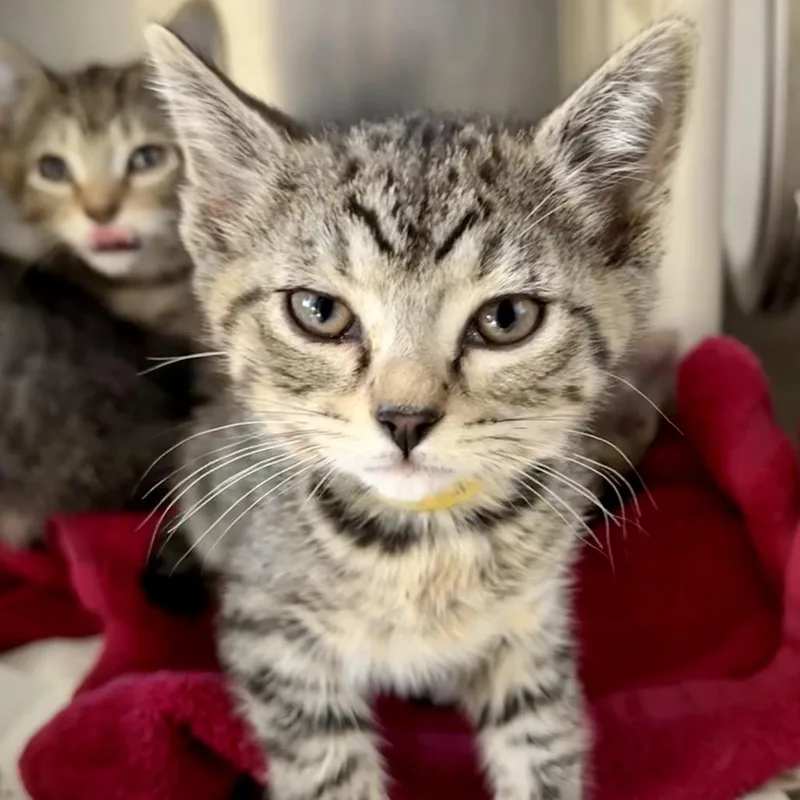 A baby small-sized female Brown / Chocolate Domestic Short Hair cat named Daphne for adoption in Marshall, VA