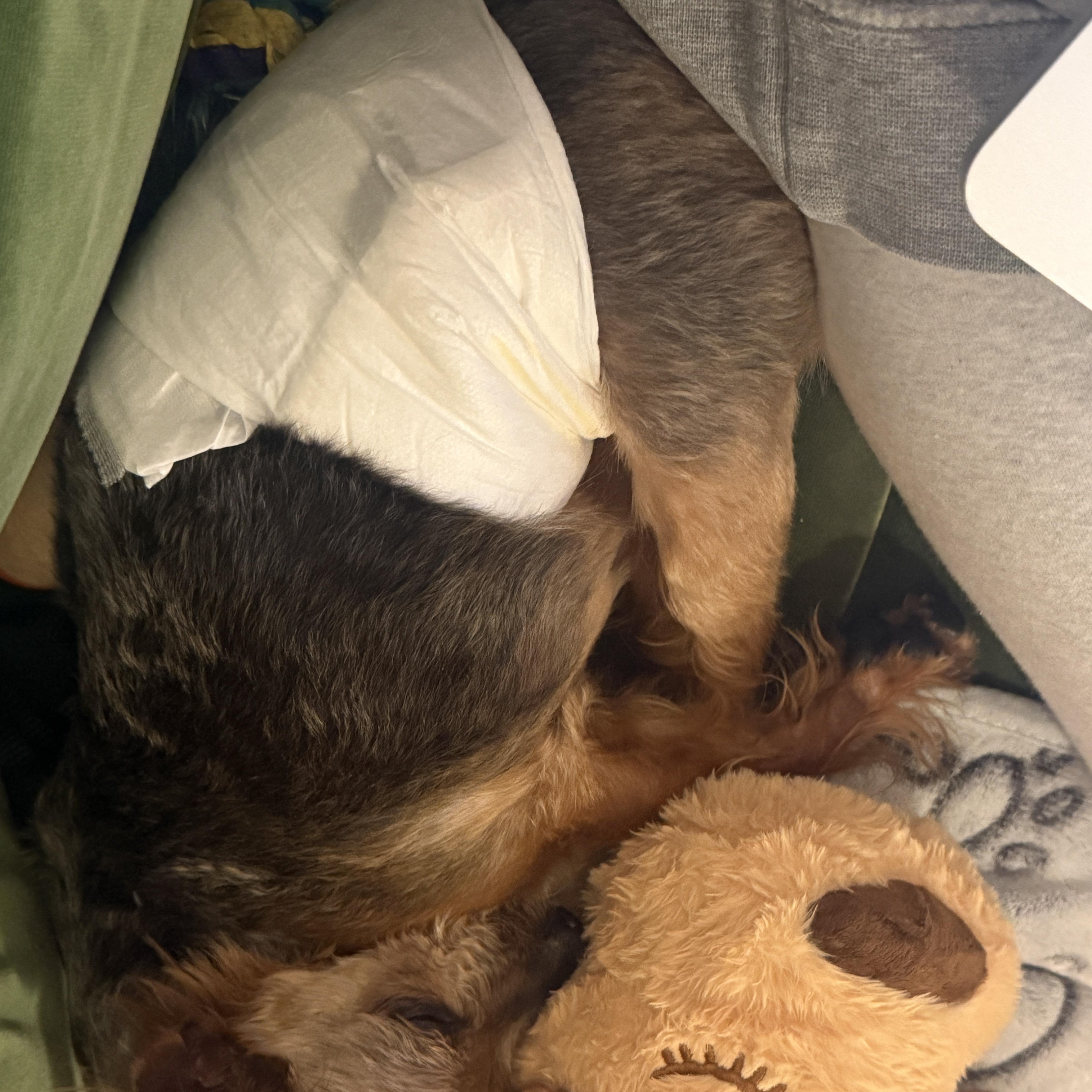 An adult small-sized male Brown / Chocolate Yorkshire Terrier dog named Shorty for adoption in Brooklyn, NY