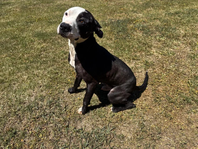 A young medium-sized male Pit Bull Terrier dog named Chopper for adoption in Appling, GA