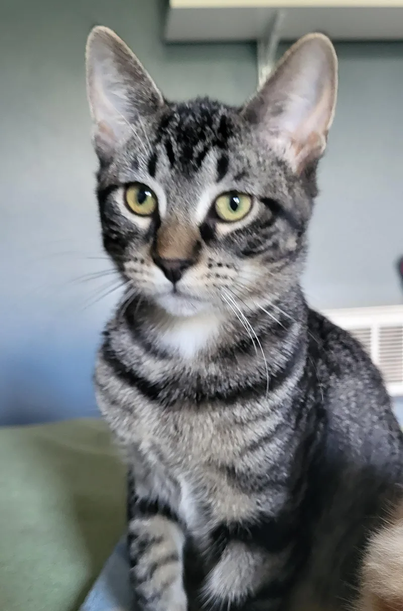 A baby small-sized female Tabby (Gray / Blue / Silver) Domestic Short Hair cat named Ren for adoption in Milwaukee, WI