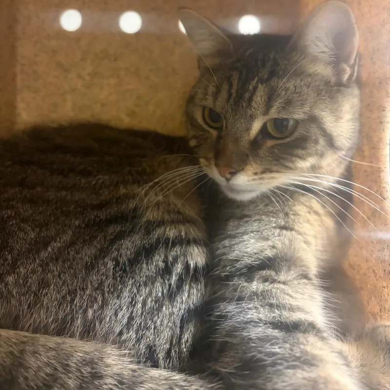 A young medium-sized female Brown / Chocolate Domestic Short Hair cat named Mars for adoption in Reno, NV