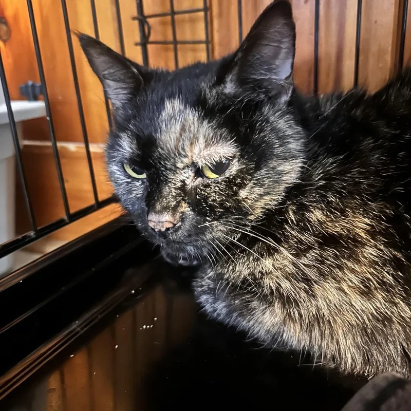 An adult medium-sized female Tortoiseshell Domestic Short Hair cat named Harriett for adoption in Rocky Mount, VA