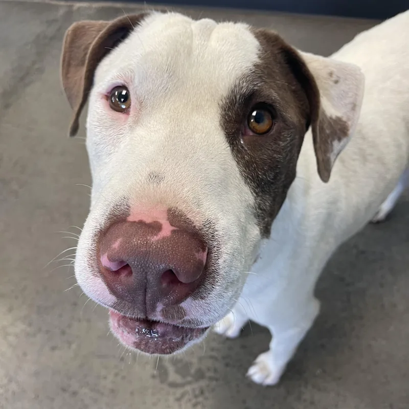 A young large-sized female White / Cream Mixed Breed dog named Shugg for adoption in Mishawaka, IN