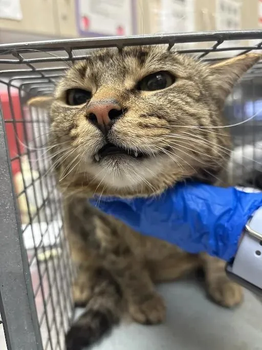 An adult large-sized male Domestic Short Hair cat named Ronan for adoption in Las Vegas, NV