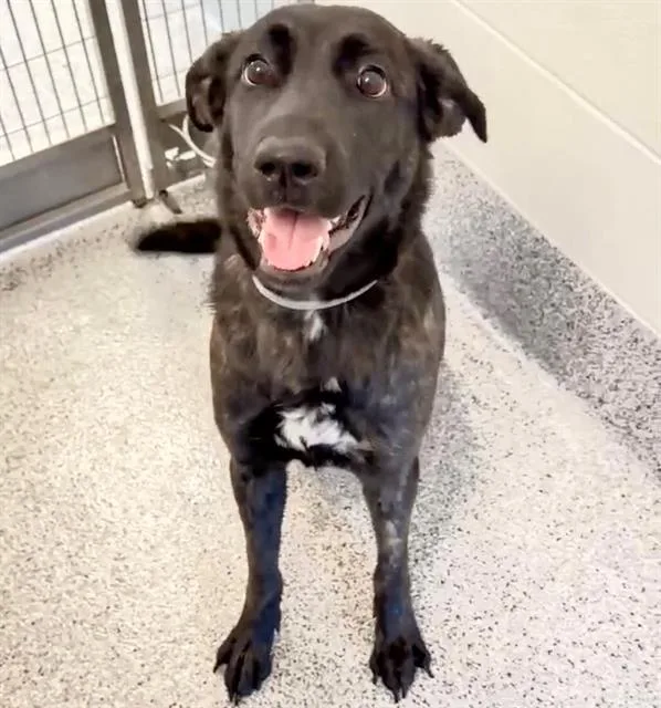 A young large-sized female Belgian Shepherd / Malinois dog named Luna for adoption in Houston, TX