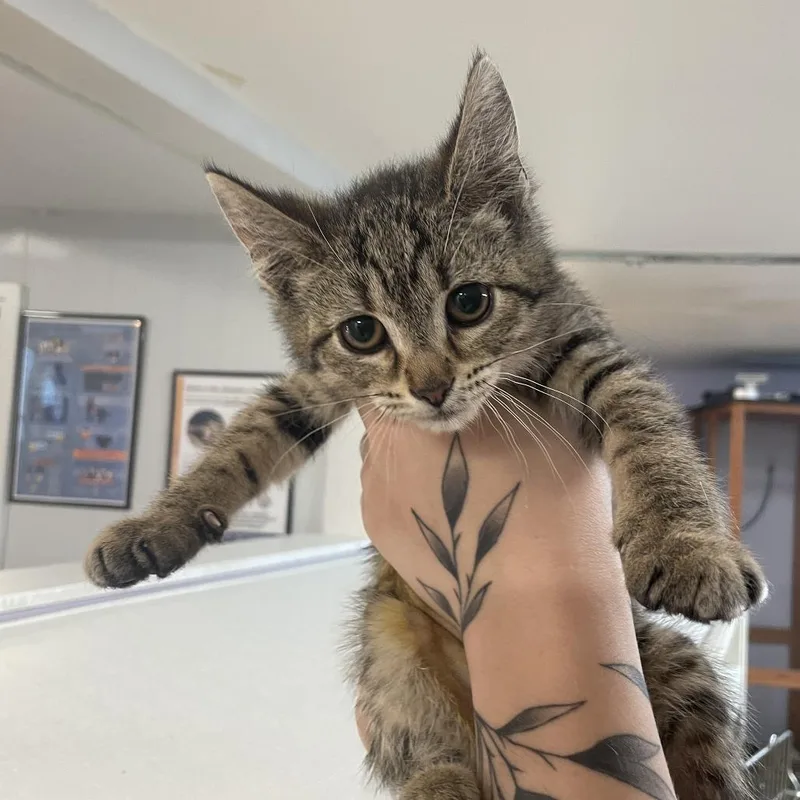 A baby small-sized female Brown / Chocolate Domestic Short Hair cat named Wellsy for adoption in Madison, WI