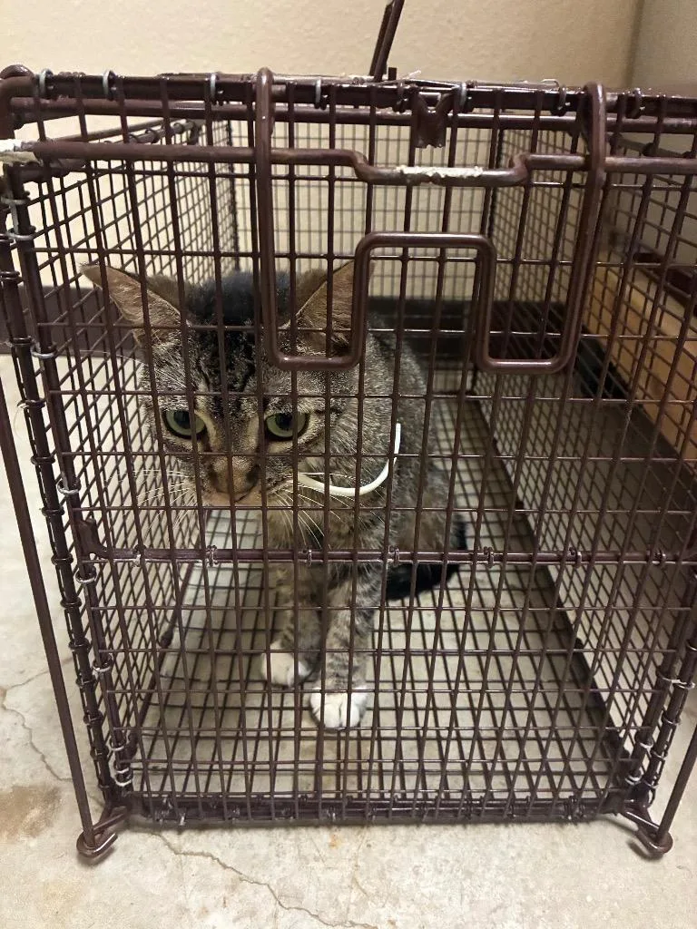 A baby medium-sized female Domestic Short Hair cat named White Sock for adoption in New Braunfels, TX