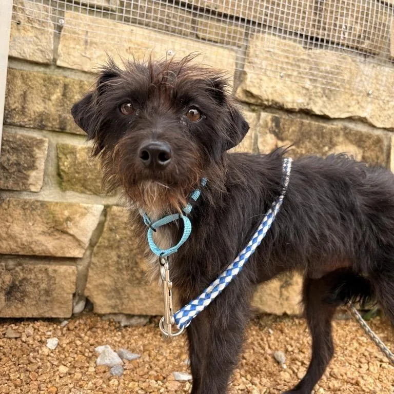 An adult small-sized male Black Mixed Breed dog named Rex for adoption in Bentonville, AR