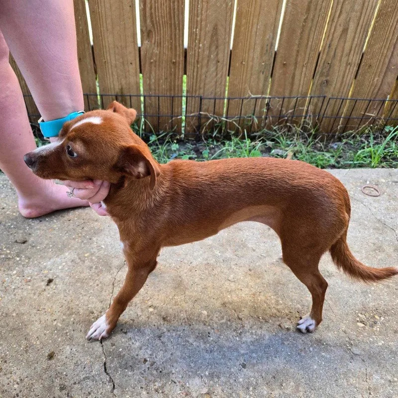 A young small-sized female Chihuahua dog named Amber for adoption in Bloomfield, CT