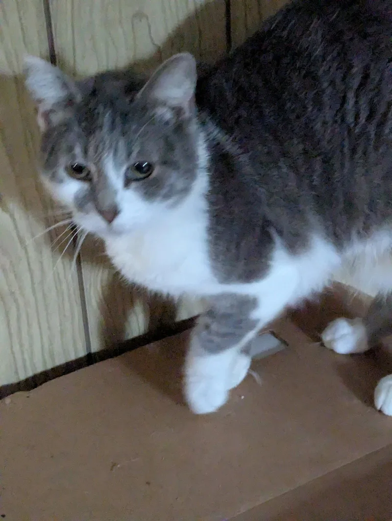An adult medium-sized female Gray & White Domestic Short Hair cat named Arabella for adoption in Waterloo, IA