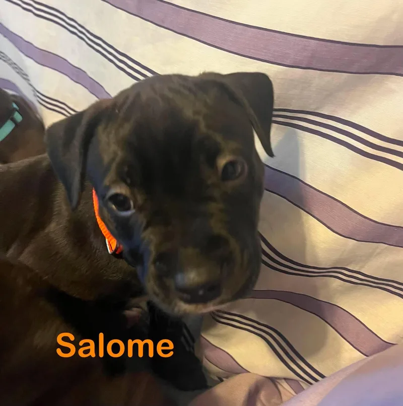 Salome