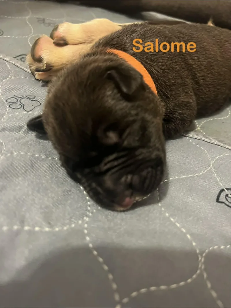 Salome thumbnail 2