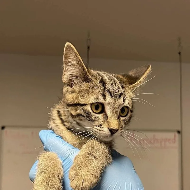 A baby medium-sized female Domestic Short Hair cat named Dior for adoption in Bolivar, MO