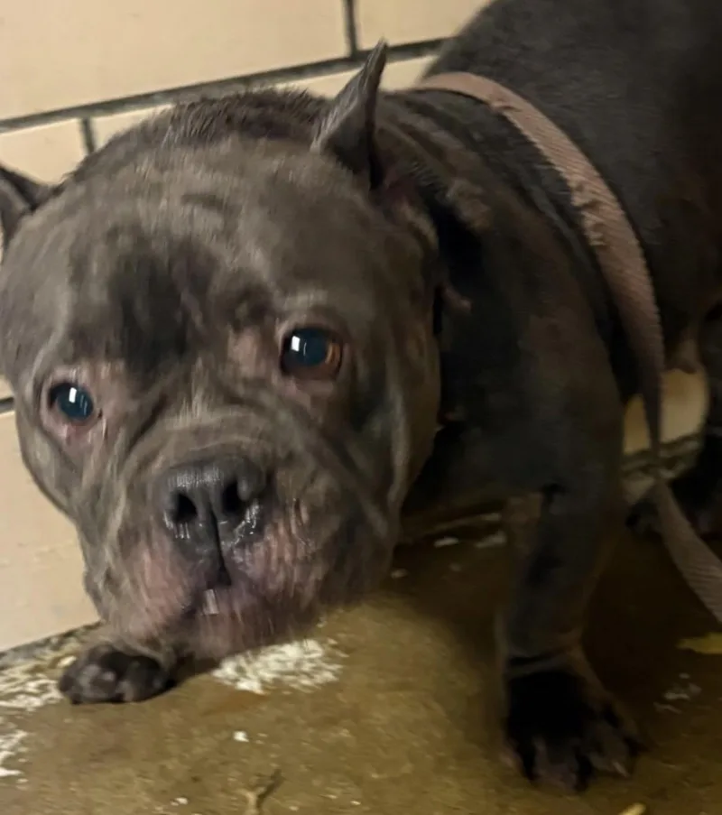 An adult small-sized female Gray / Blue / Silver French Bulldog dog named Cloe HOLD LOOKING FOR for adoption in Canton, OH