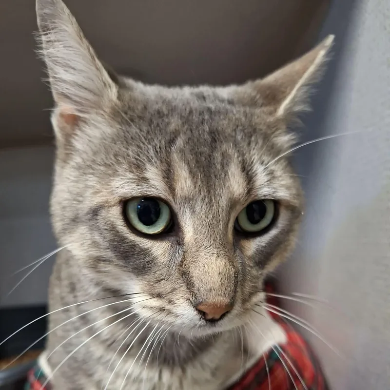 An adult medium-sized male Gray & White Domestic Short Hair cat named Frank for adoption in St. Maries, ID