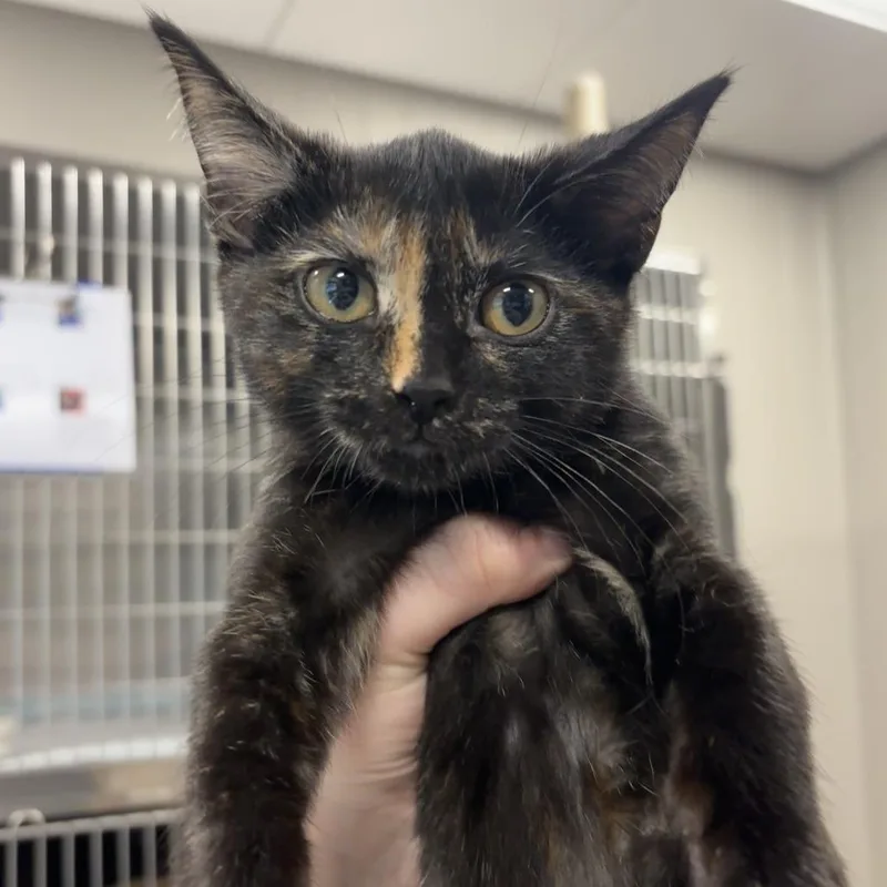A baby small-sized female Tortoiseshell Domestic Short Hair cat named HalfnHalf for adoption in Newark, DE