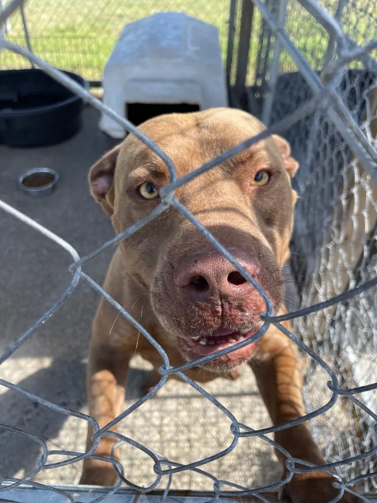 A young large-sized male Pit Bull Terrier dog named Garfield for adoption in Brownwood, TX