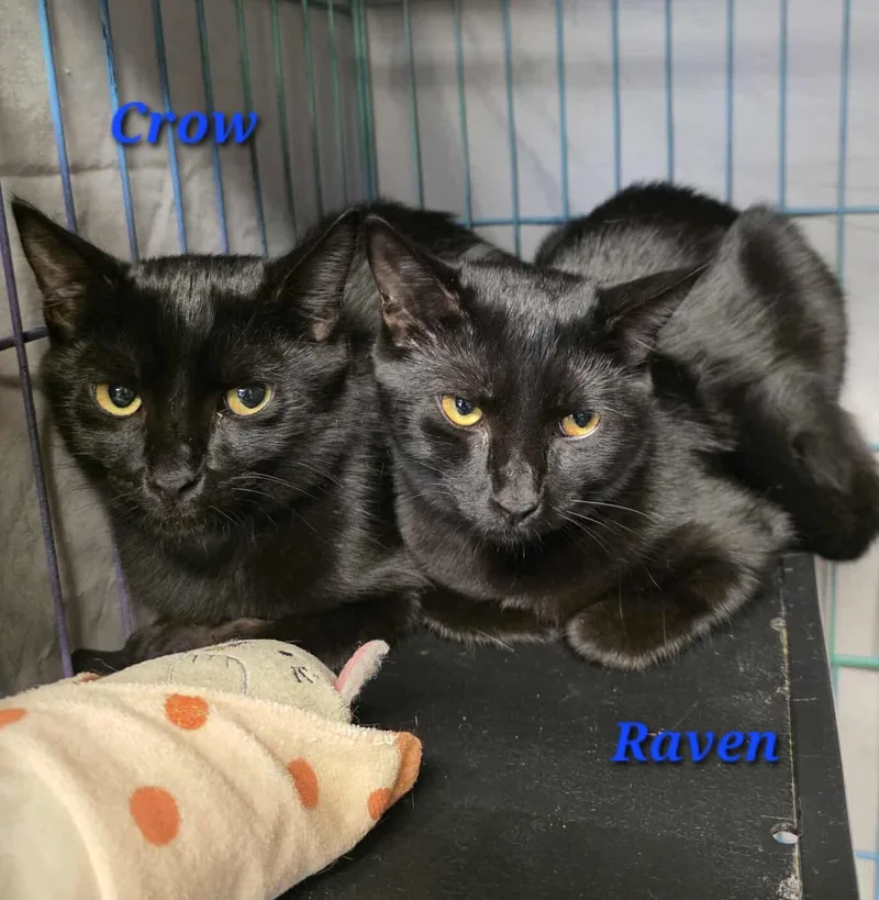 A young small-sized male Domestic Short Hair cat named Crow for adoption in Spring Hill, FL