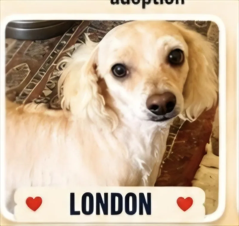 An adult small-sized female White / Cream Miniature Poodle dog named London for adoption in Lancaster, CA